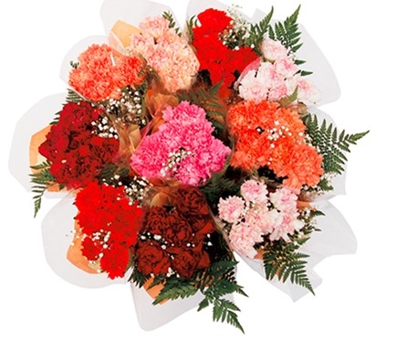 1/2 Dozen Carnation Bouquet
